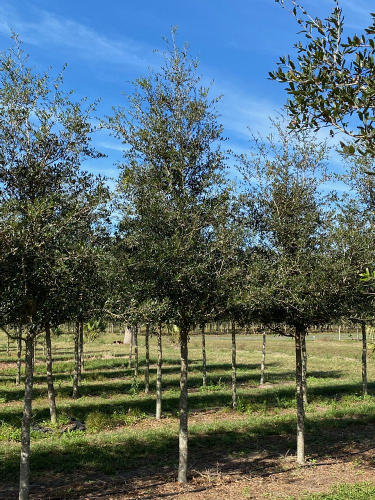 quercus-virginiana-park-side-live-oak