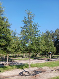 quercus-virginiana-select-live-oak