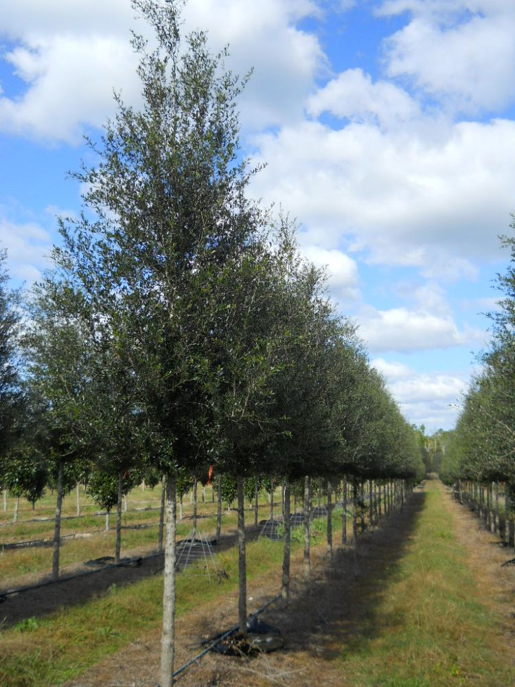 quercus-virginiana-sky-climber-live-oak