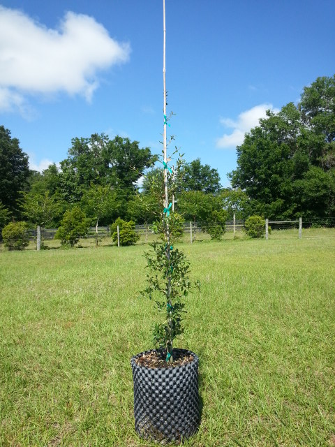 quercus-virginiana-sky-climber-live-oak