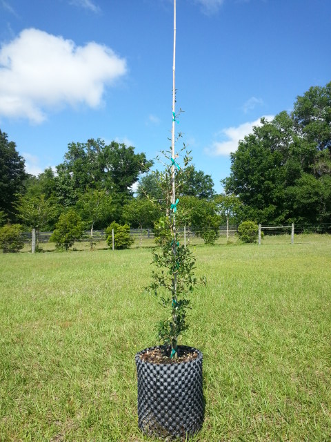 quercus-virginiana-sky-climber-live-oak
