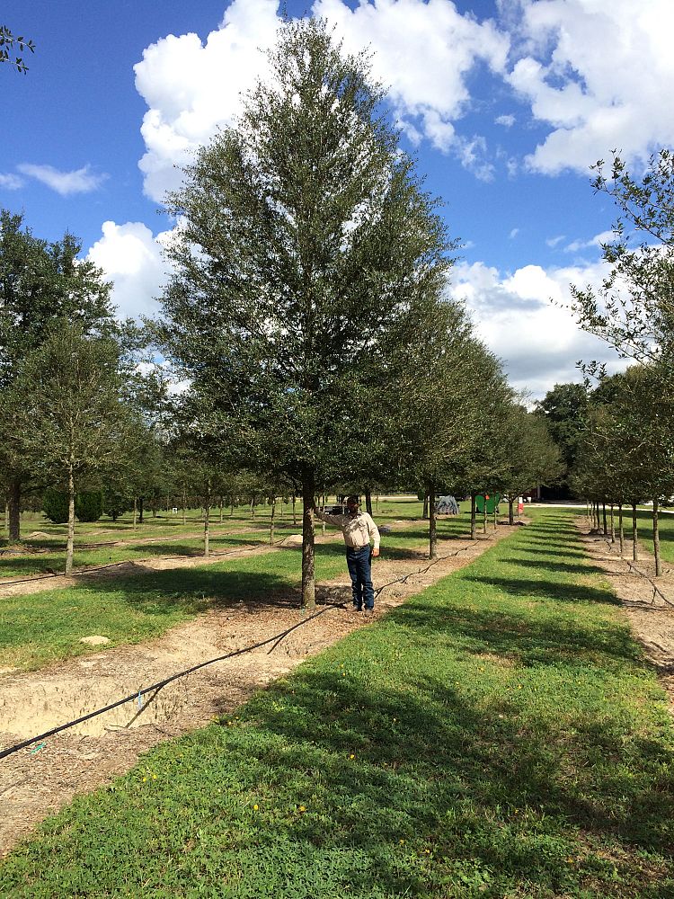 Fl studio 12 free download