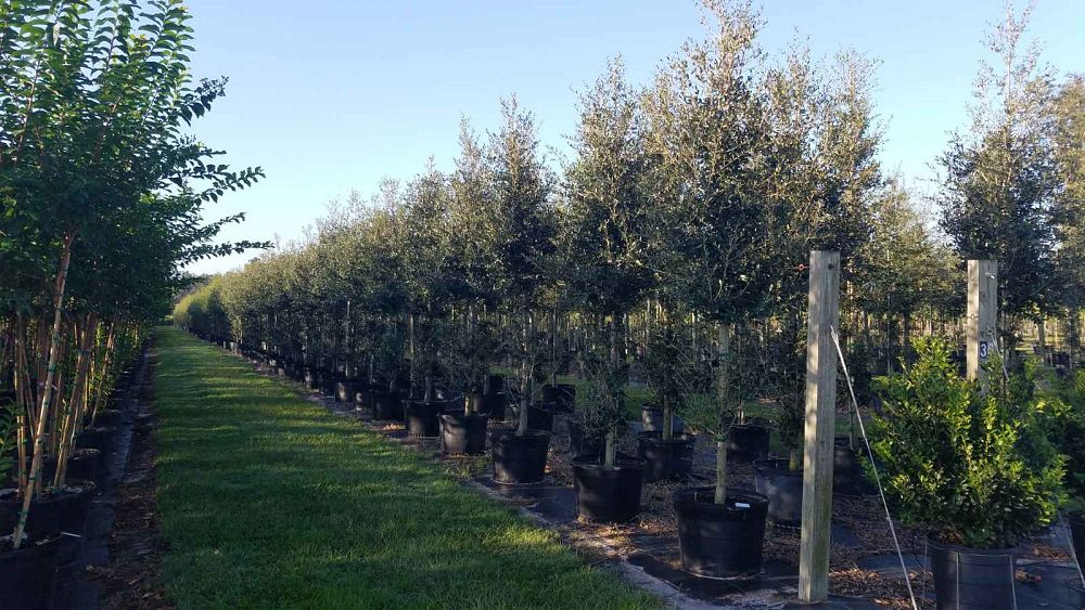 quercus-virginiana-sky-climber-live-oak