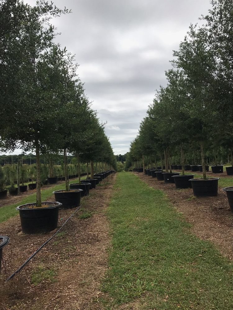 quercus-virginiana-sky-climber-live-oak