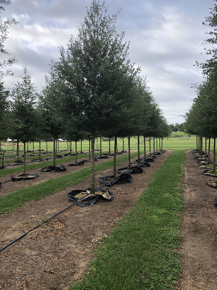 quercus-virginiana-sky-climber-live-oak