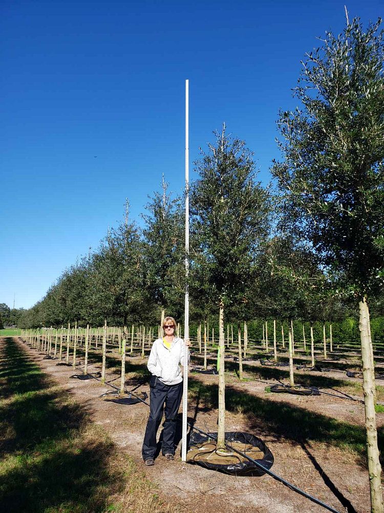 quercus-virginiana-sky-climber-live-oak