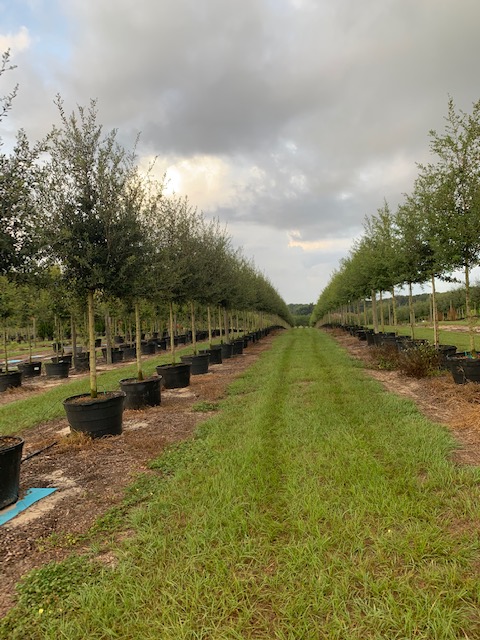 quercus-virginiana-sky-climber-live-oak