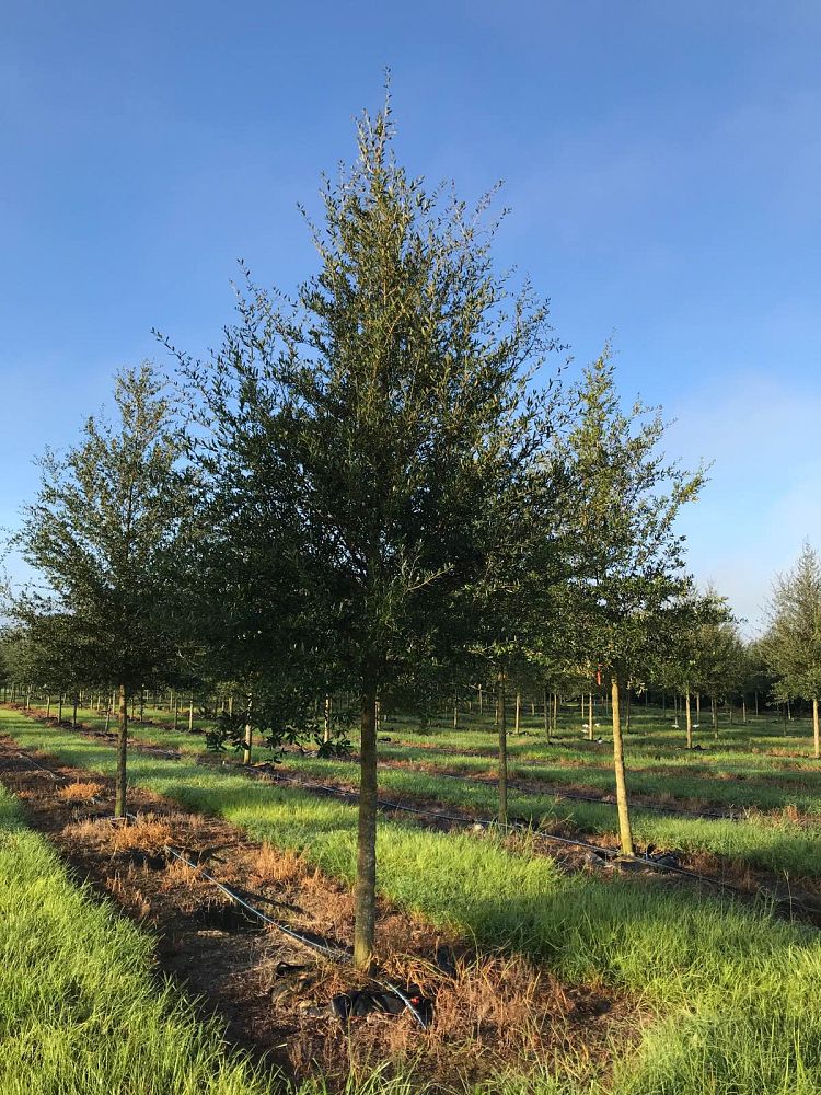 quercus-virginiana-sky-climber-live-oak