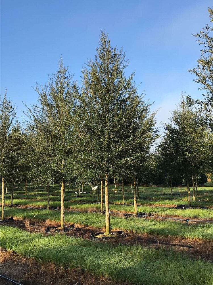 quercus-virginiana-sky-climber-live-oak
