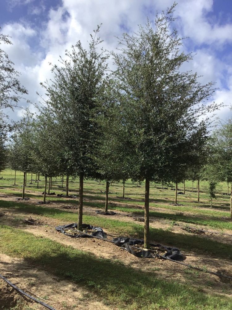 quercus-virginiana-sky-climber-live-oak