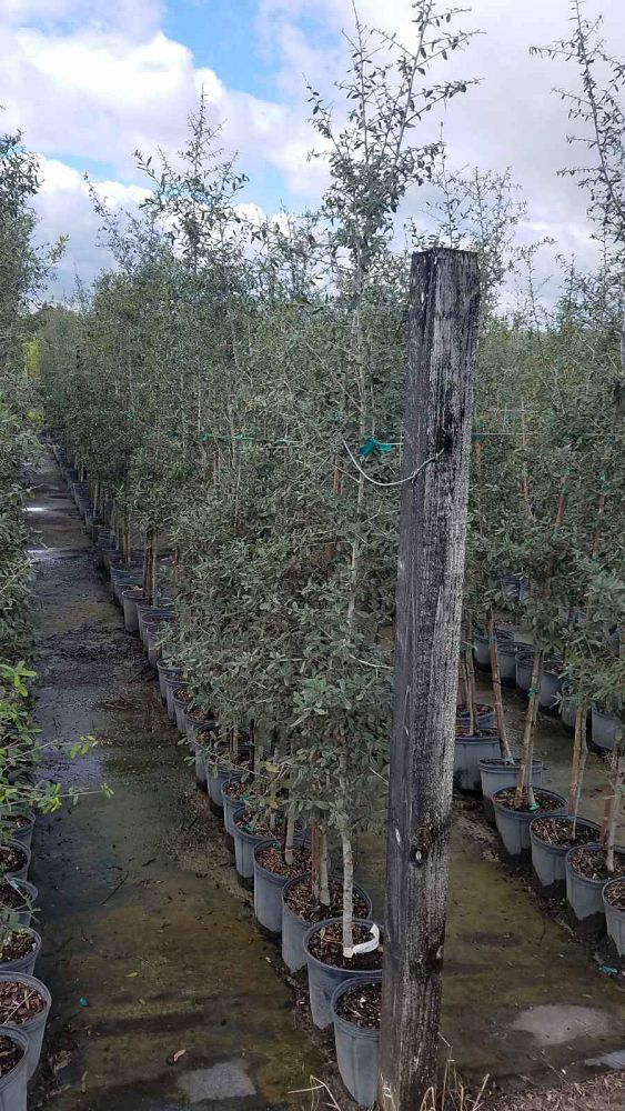 quercus-virginiana-sky-climber-live-oak