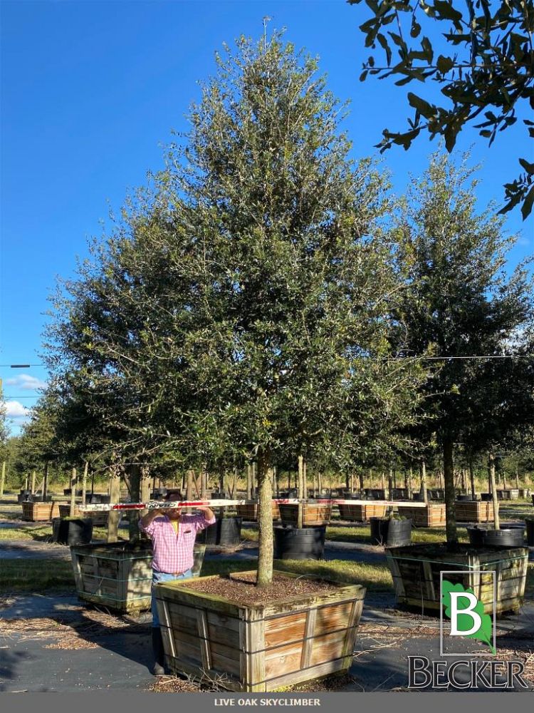 quercus-virginiana-sky-climber-live-oak
