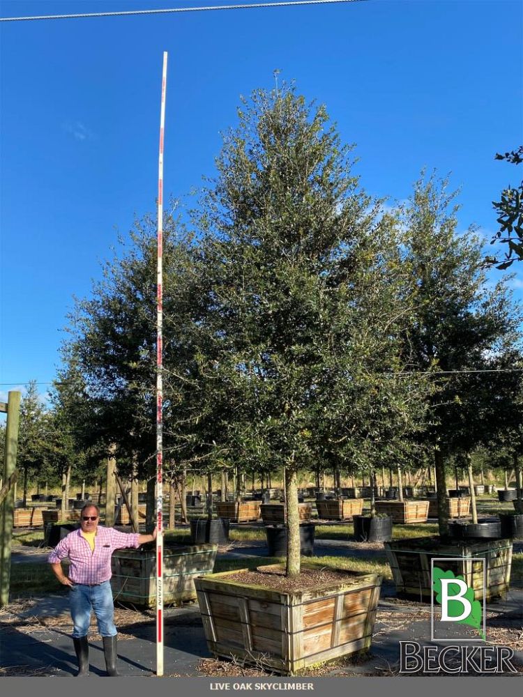 quercus-virginiana-sky-climber-live-oak