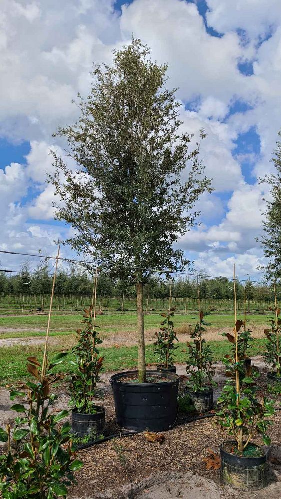 quercus-virginiana-sky-climber-live-oak