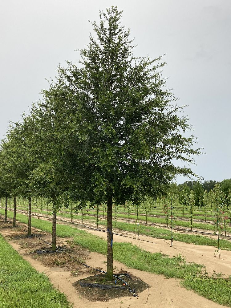 quercus-virginiana-sky-climber-live-oak