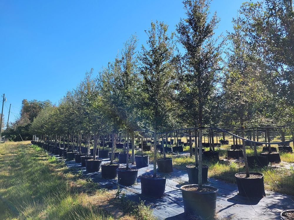 quercus-virginiana-sky-climber-live-oak
