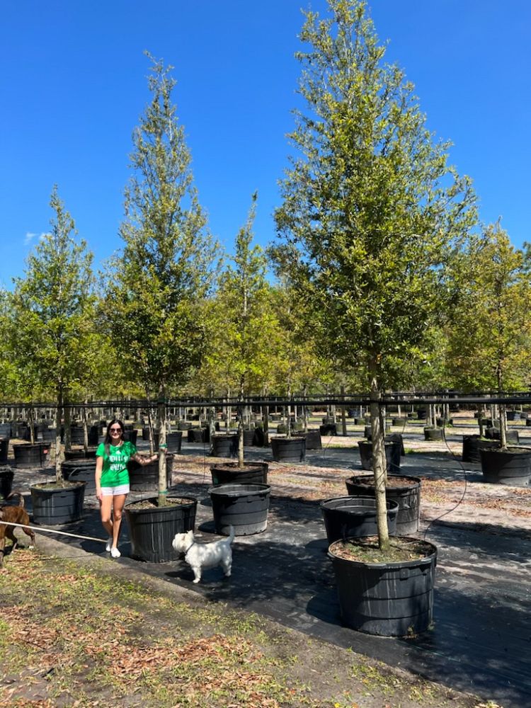 quercus-virginiana-sky-climber-live-oak