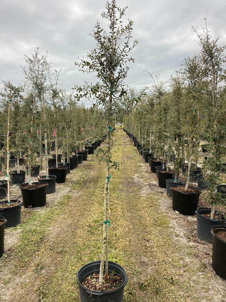 quercus-virginiana-sky-climber-live-oak