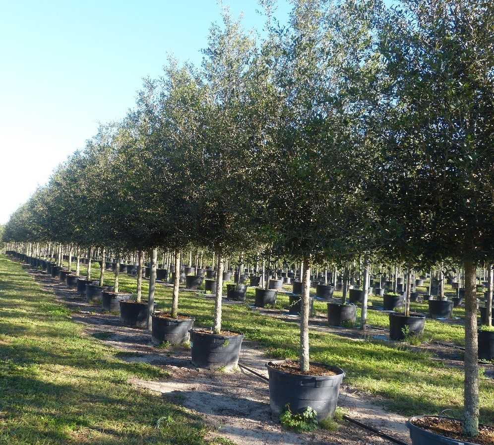 quercus-virginiana-sky-climber-live-oak