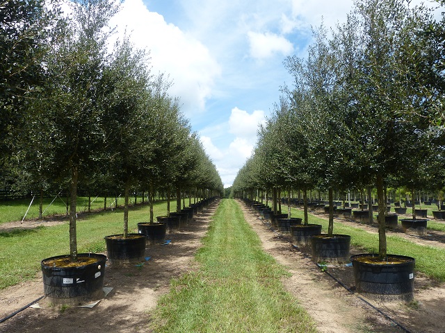 quercus-virginiana-sky-climber-live-oak