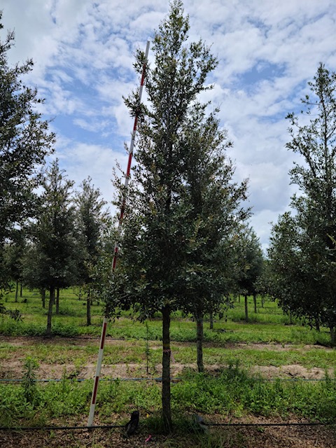 quercus-virginiana-sky-climber-live-oak