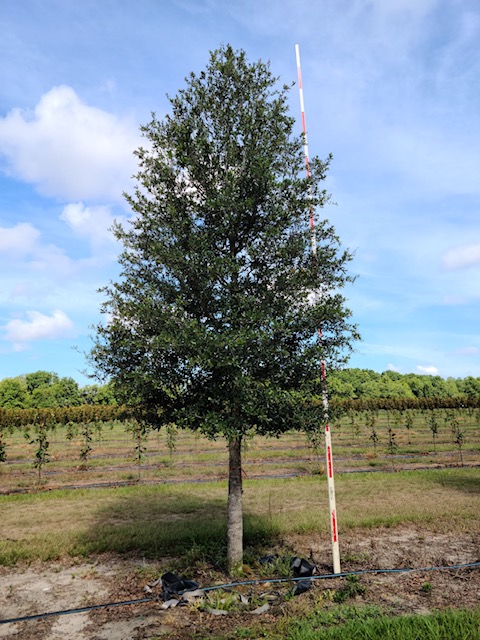 quercus-virginiana-sky-climber-live-oak