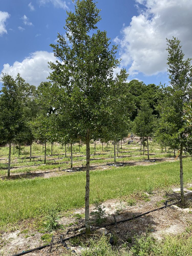 quercus-virginiana-sky-climber-live-oak