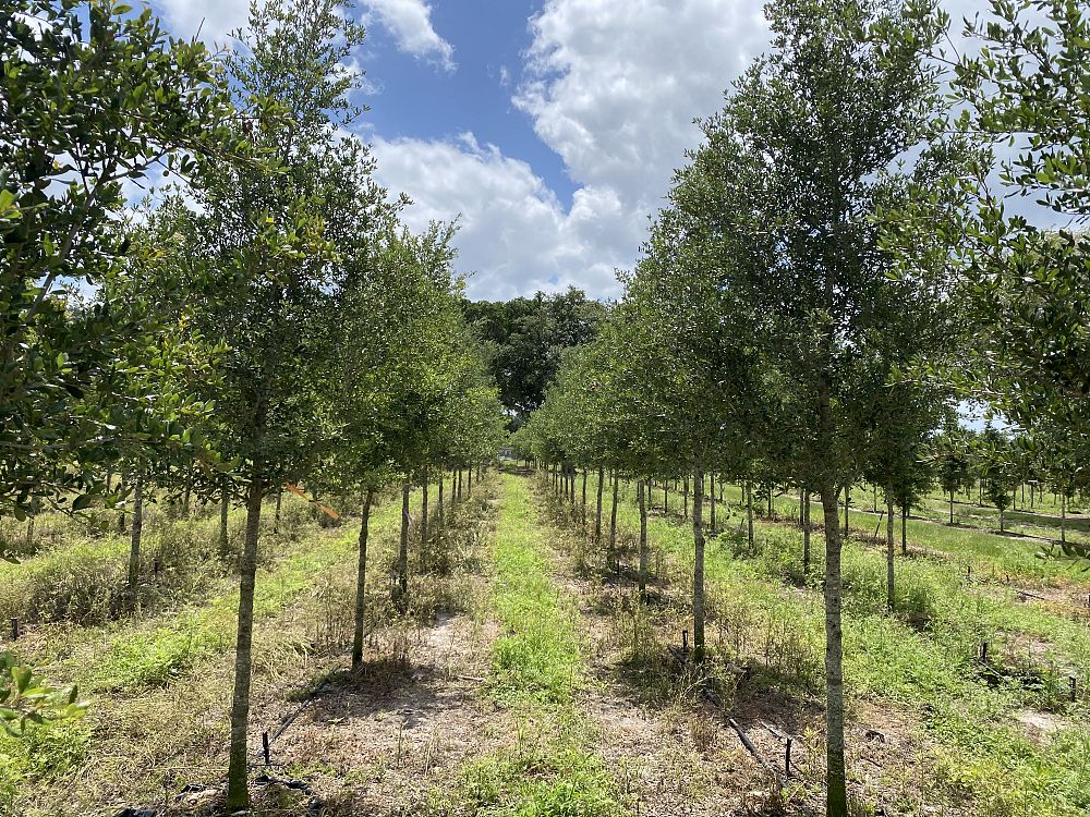 quercus-virginiana-sky-climber-live-oak