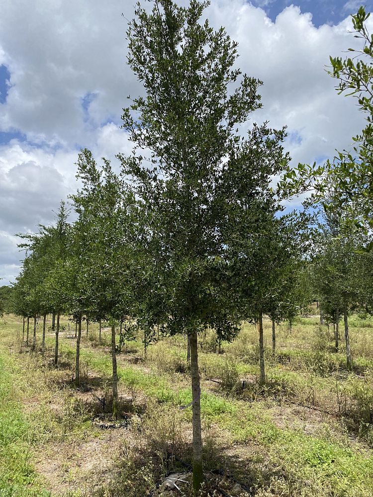 quercus-virginiana-sky-climber-live-oak
