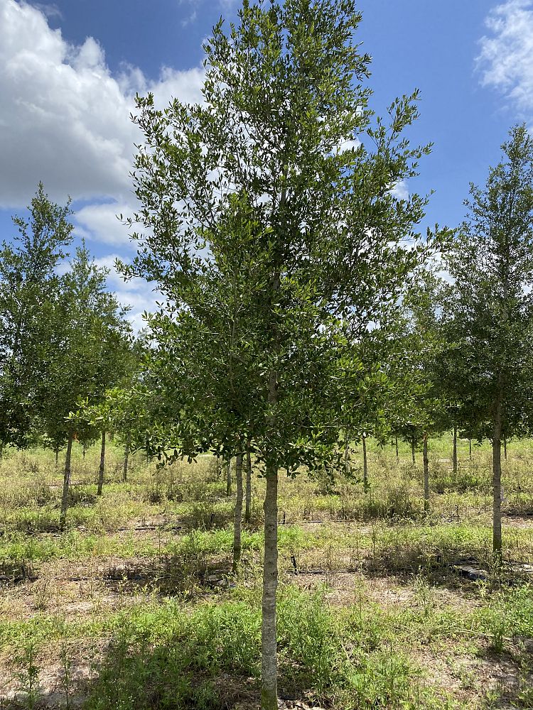 quercus-virginiana-sky-climber-live-oak