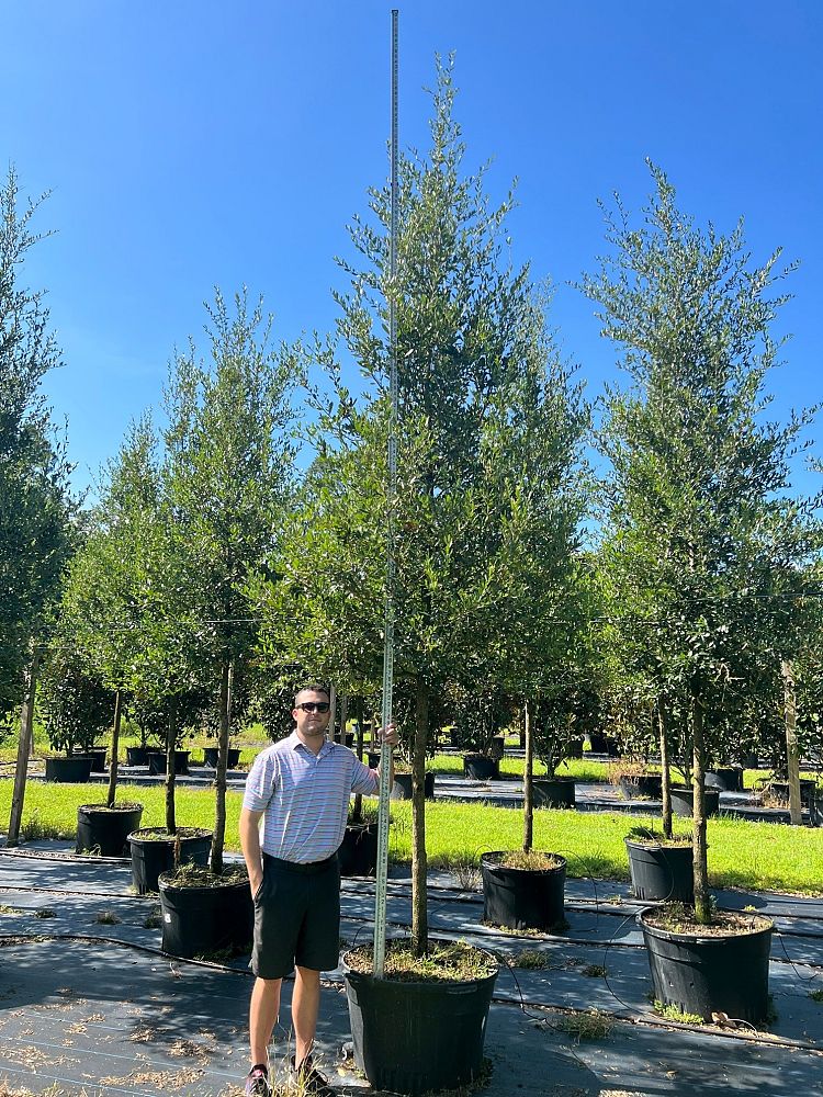 quercus-virginiana-sky-climber-live-oak