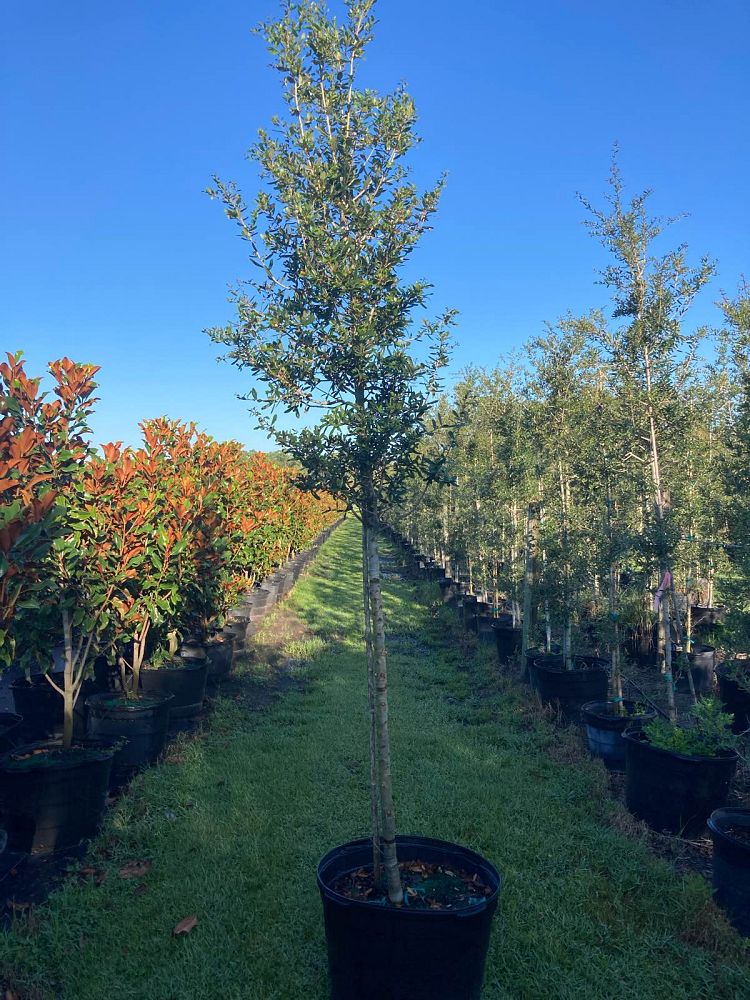 quercus-virginiana-sky-climber-live-oak