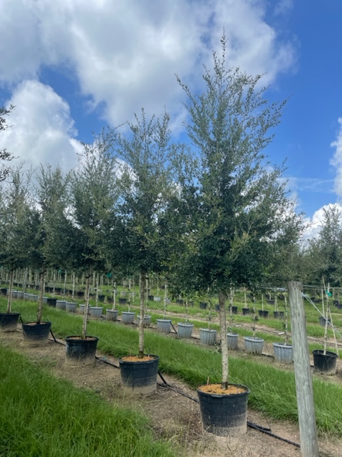 quercus-virginiana-sky-climber-live-oak