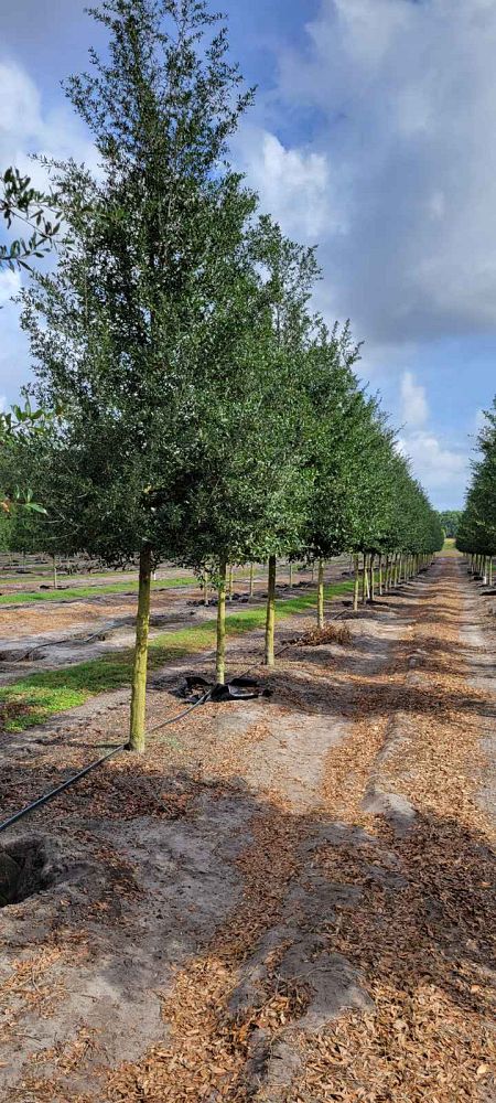 quercus-virginiana-sky-climber-live-oak