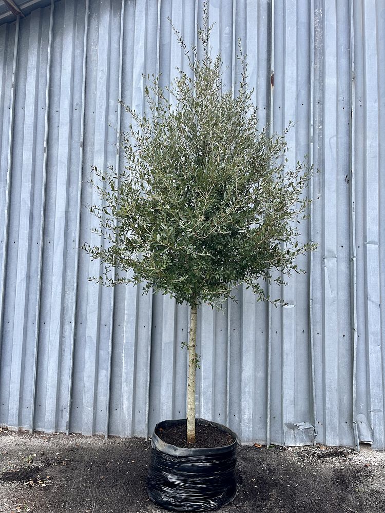 quercus-virginiana-sky-climber-live-oak