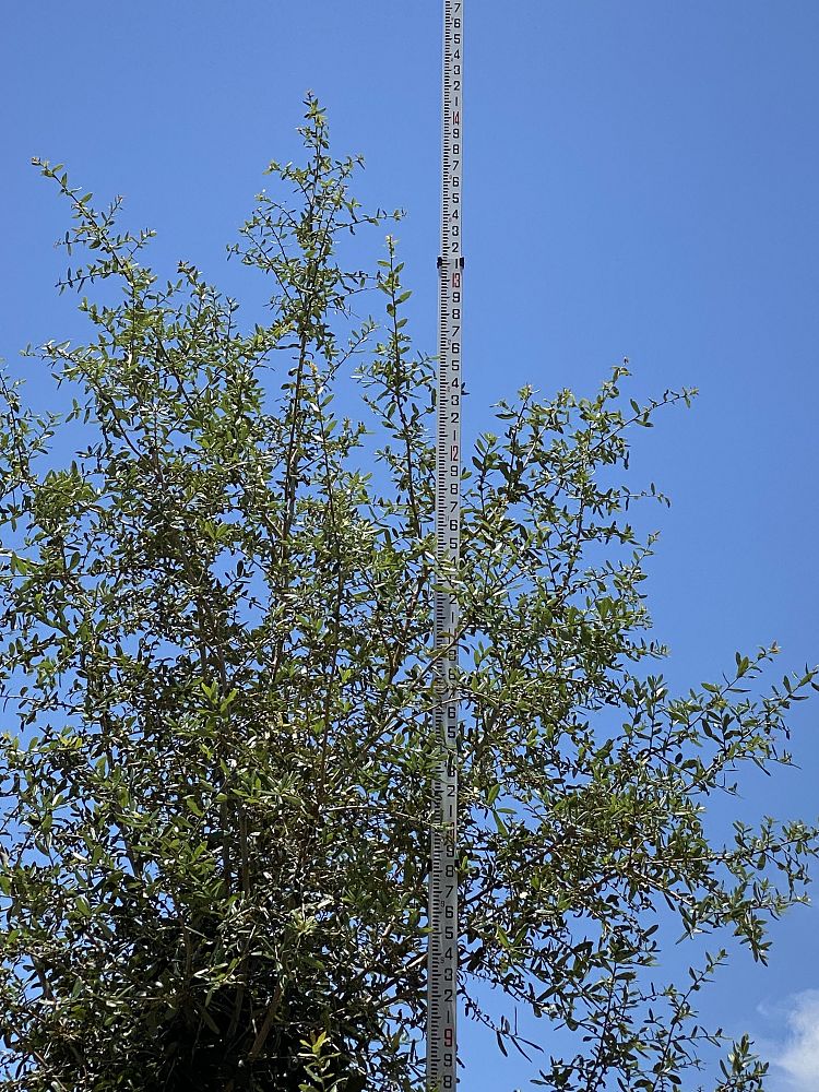 quercus-virginiana-sky-climber-live-oak