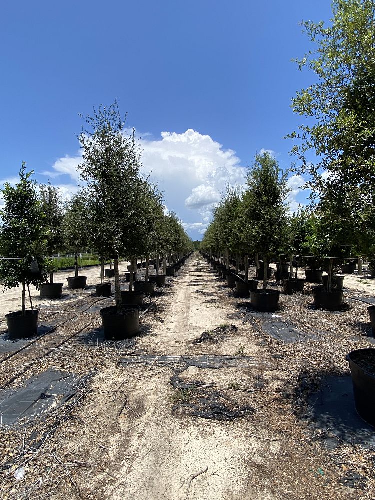 quercus-virginiana-sky-climber-live-oak