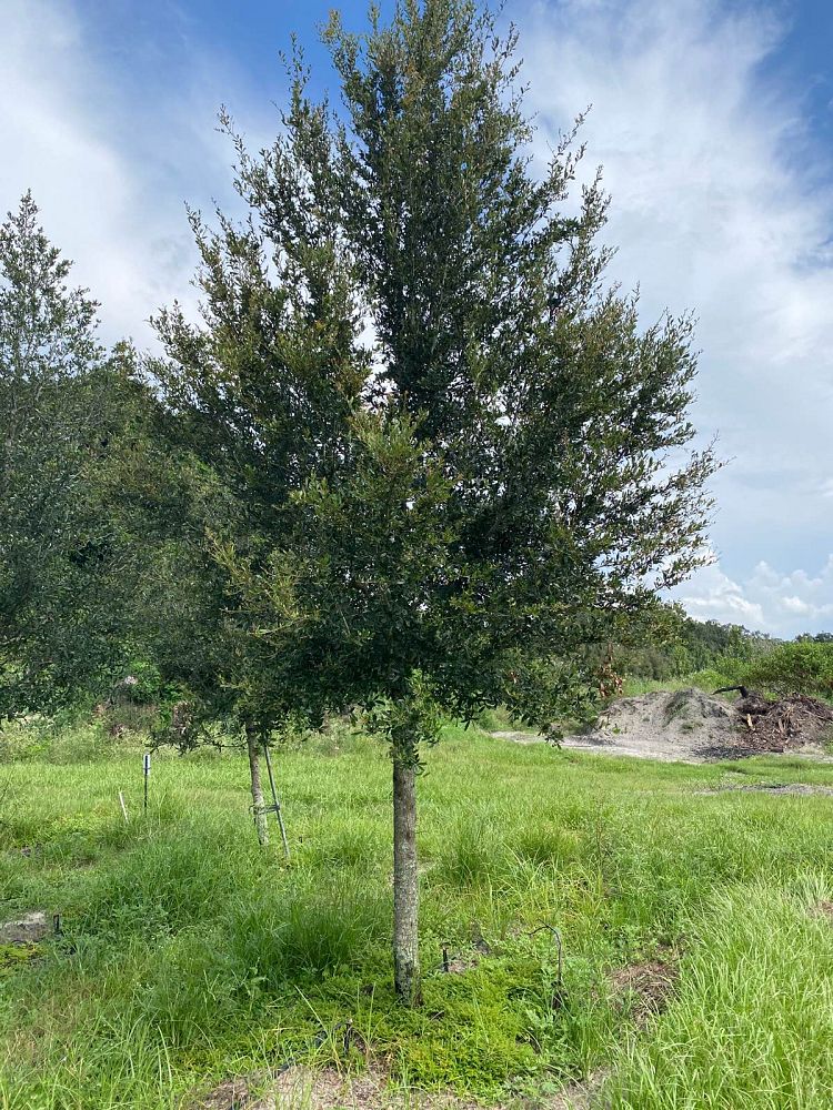 quercus-virginiana-sky-climber-live-oak