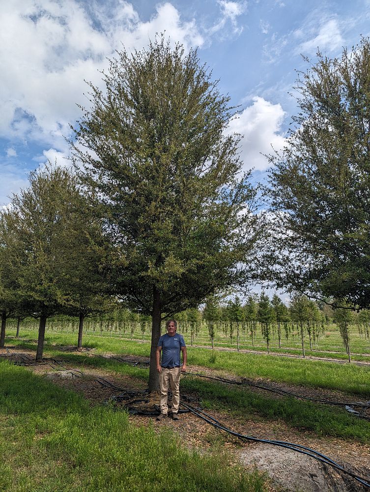 quercus-virginiana-sky-climber-live-oak