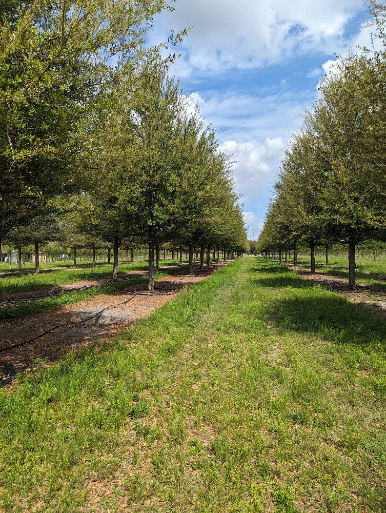 quercus-virginiana-sky-climber-live-oak