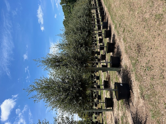 quercus-virginiana-sky-climber-live-oak