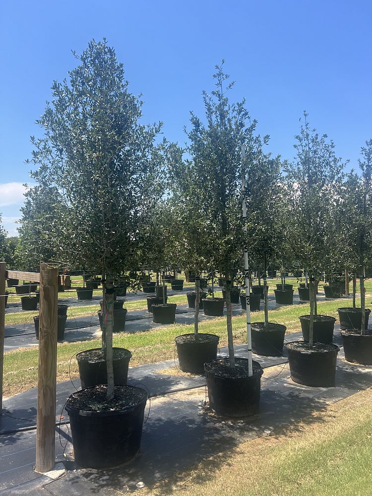 quercus-virginiana-sky-climber-live-oak