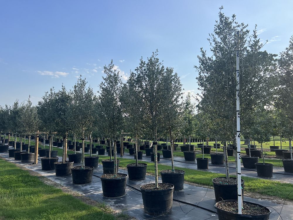 quercus-virginiana-sky-climber-live-oak