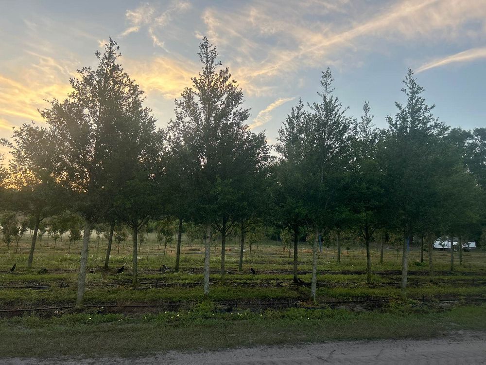 quercus-virginiana-sky-climber-live-oak