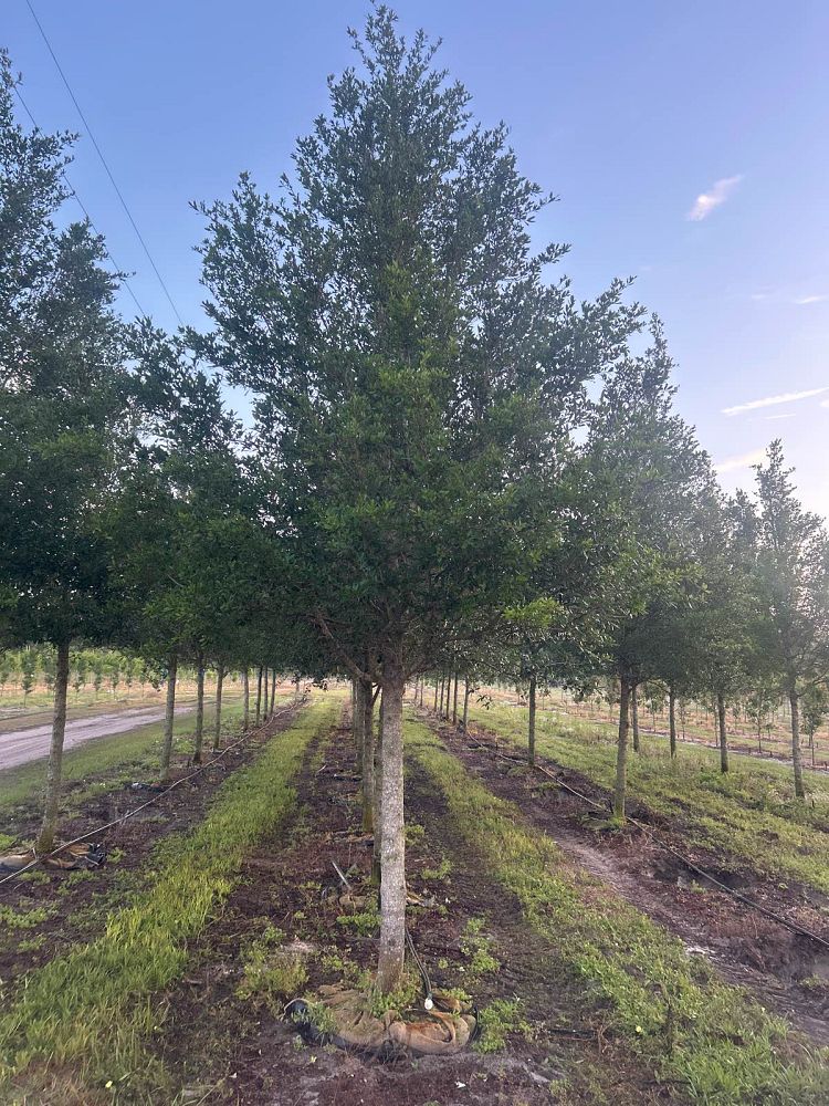 quercus-virginiana-sky-climber-live-oak