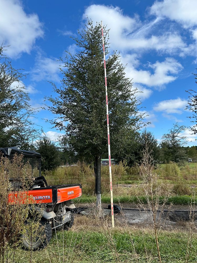 quercus-virginiana-sky-climber-live-oak