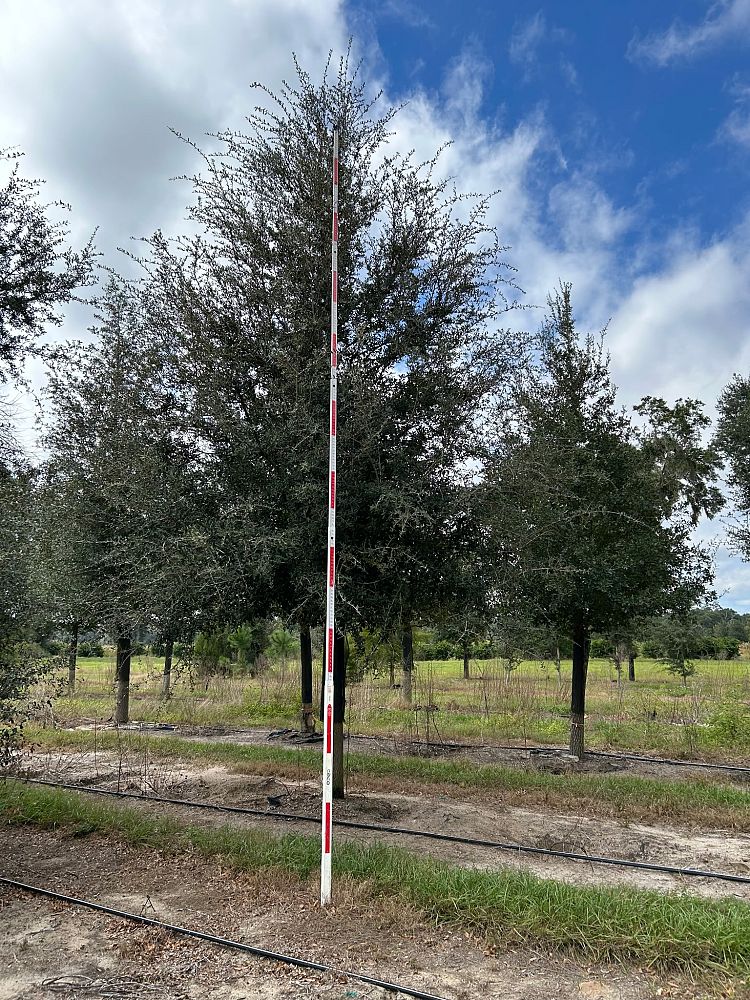 quercus-virginiana-sky-climber-live-oak