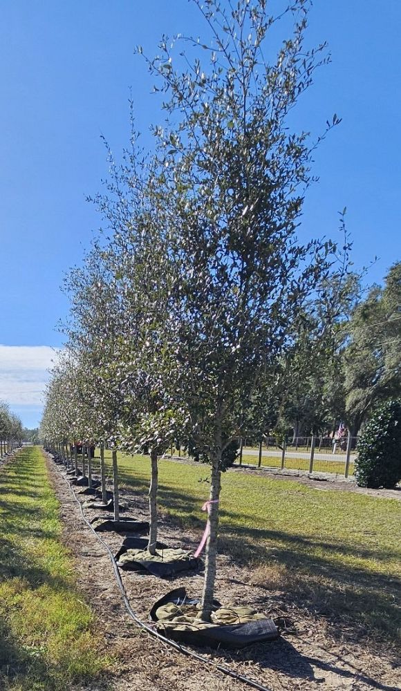 quercus-virginiana-sky-climber-live-oak