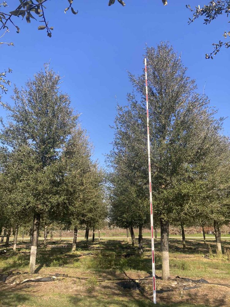 quercus-virginiana-sky-climber-live-oak