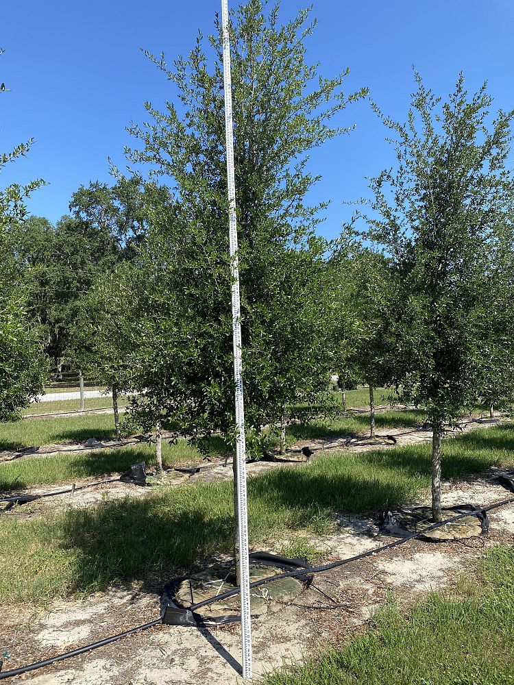quercus-virginiana-sky-climber-live-oak